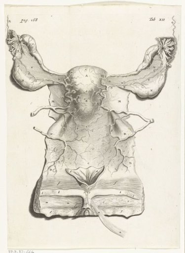 Anatomical illustration of the inside of the uterus