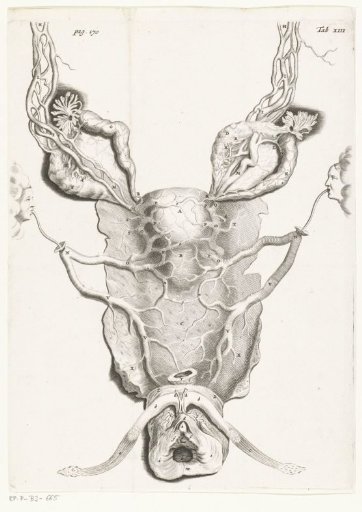 Uterus (uterus) in enlarged form