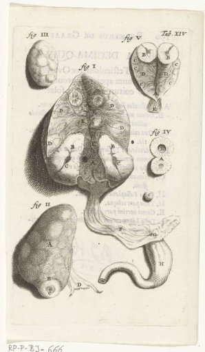 Prints of the female organs