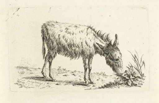 Donkey