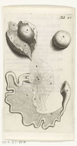 Prints of the female organs