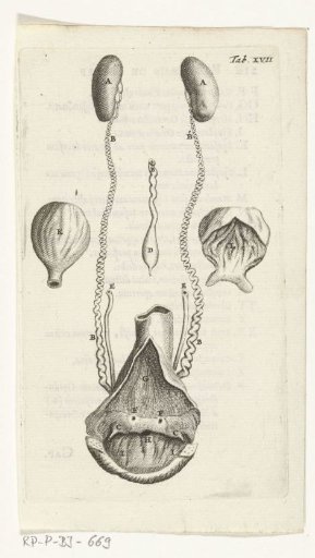 Prints of the female organs