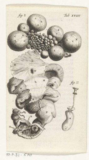 Prints of the female organs