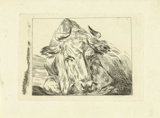 Reclining cow