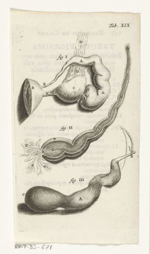 Anatomical illustration of various female genital parts