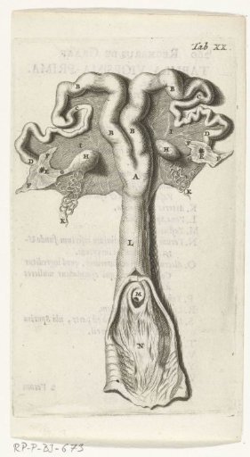 Anatomical illustration of the cervix, uterus, fallopian tubes and ovaries