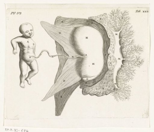 A foetus attached by the placenta to the womb