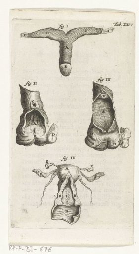 Anatomical illustration of the clitoris, vagina and uterus
