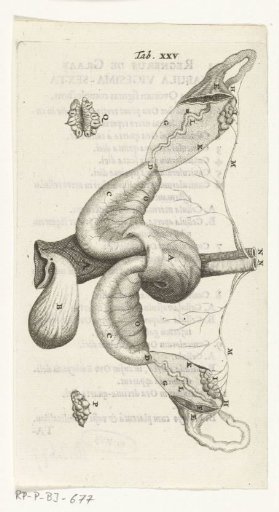 Anatomical illustration of the ovaries and fallopian tubes