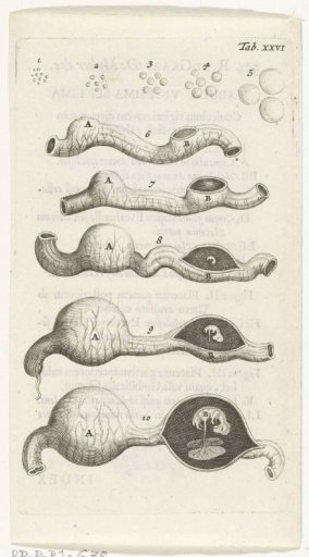 Anatomical illustration of growth stages of the embryo in the uterus