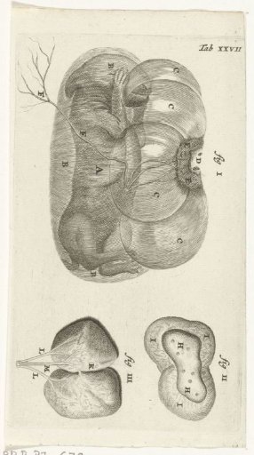 Anatomical illustration of a rabbit foetus in the uterus and of the placenta