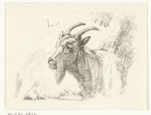 Reclining goat