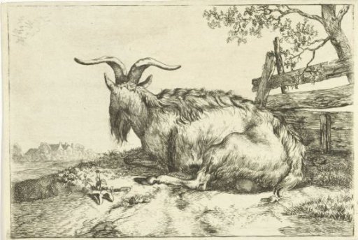 Reclining goat by a fence