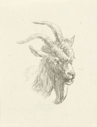 Head of a goat