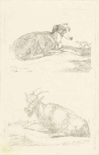 Greyhounds and goat