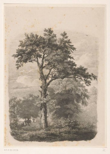 Solitary deciduous tree in a landscape
