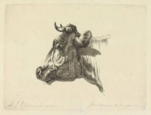 Cow's Head Facing Right