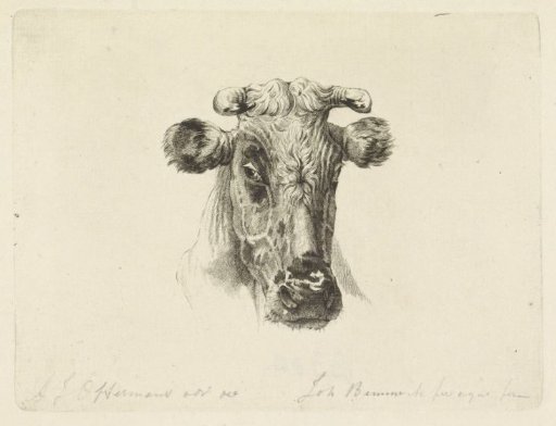 Cow's Head Seen from the Front