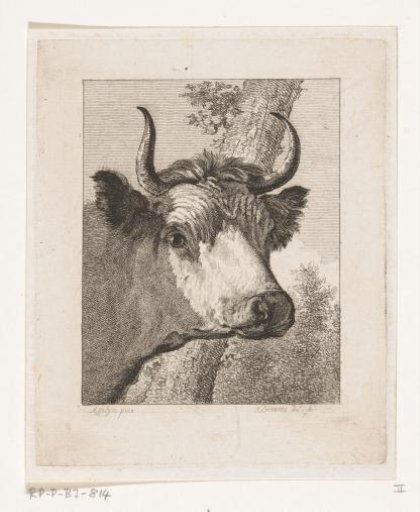 Cow's head to the right