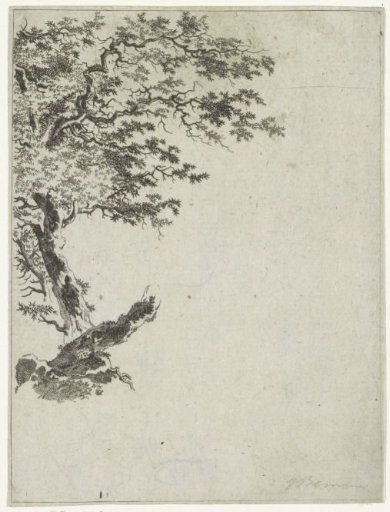 Tree study