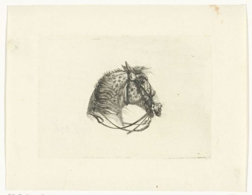 Horse's head of a grey, to the right