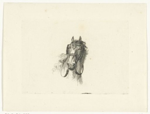 Horse's head with bridle, seen from the front
