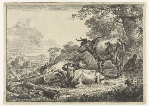 Three resting cows