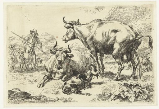 Lying and a urinating cow