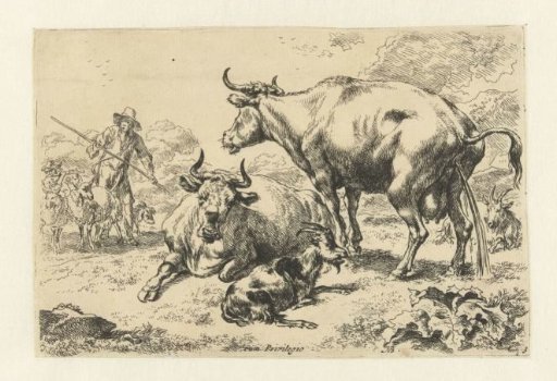 Lying and a urinating cow