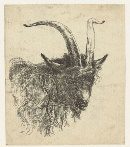 Head of a goat