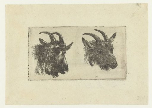 Two heads of goats