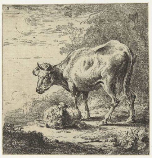 Cow and sheep