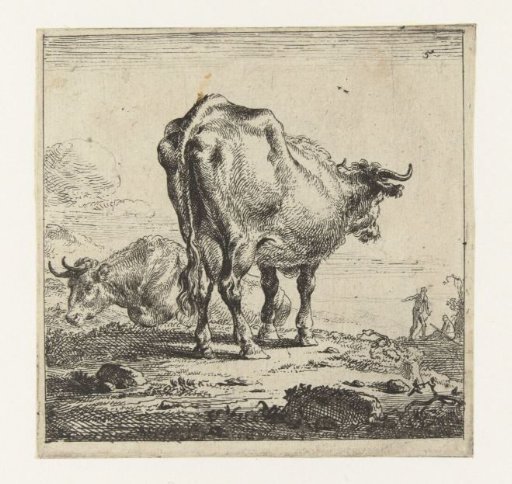Cow seen from behind and cow on a slope