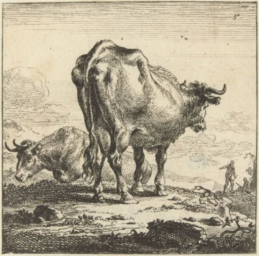 Cow seen from behind and cow on a slope