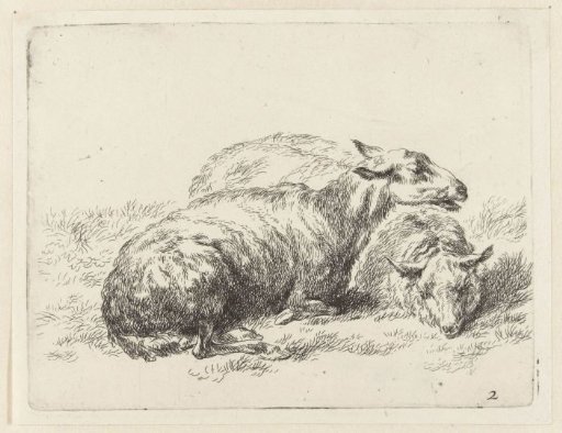 Two lying sheep