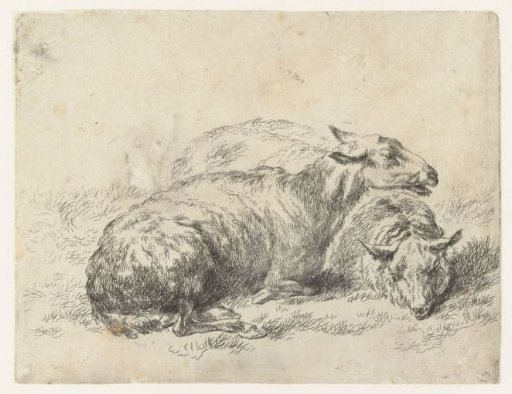 Two lying sheep