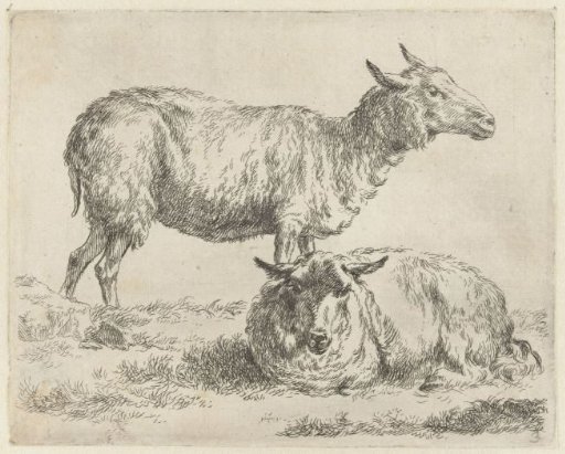 Standing and lying sheep