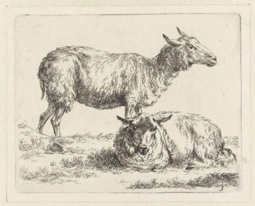 Standing and lying sheep