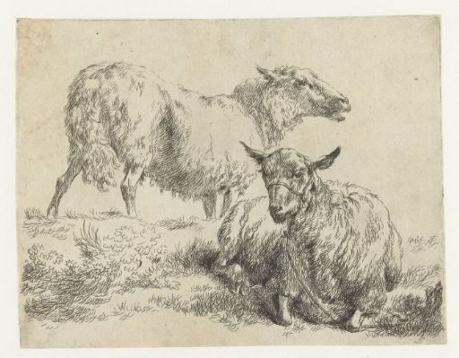Lying sheep with halter and standing sheep