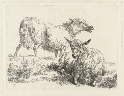 Lying sheep with halter and standing sheep