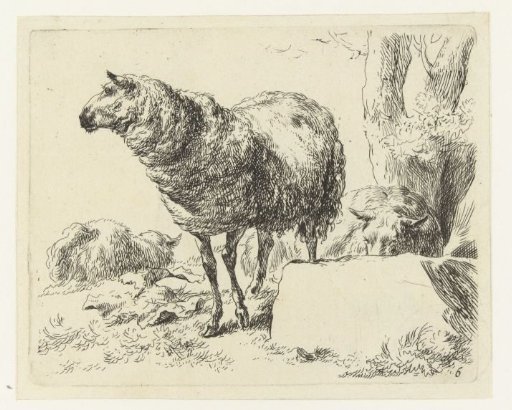 Three sheep