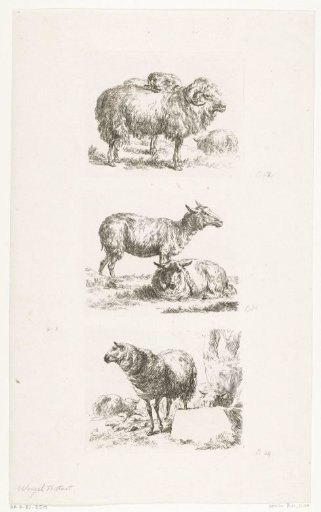 Rams and sheep
