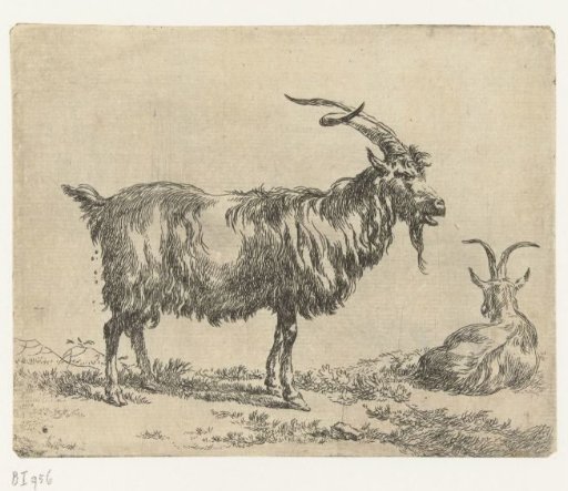 Two goats