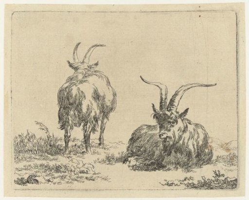 Standing and lying goat or buck