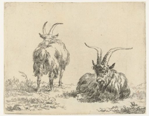 Lying and standing goat or buck