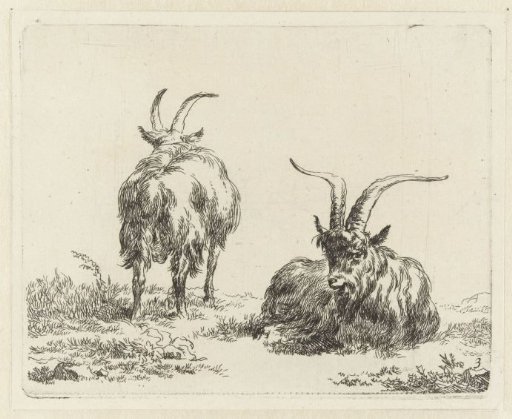 Standing and lying goat or buck