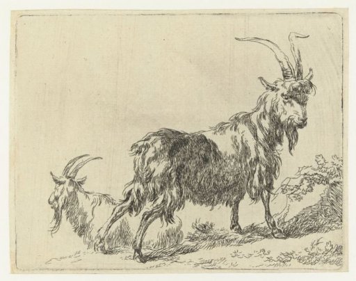 Two goats or bucks