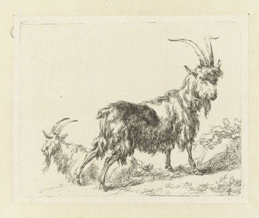Two goats or bucks