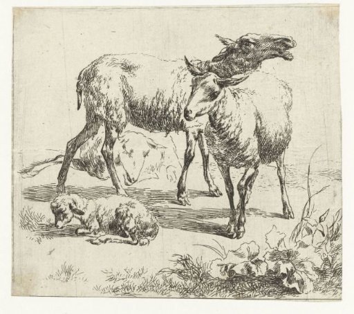 Bleating sheep between two sheep and a lamb