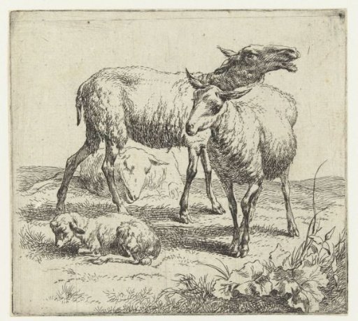 Bleating sheep between two sheep and a lamb